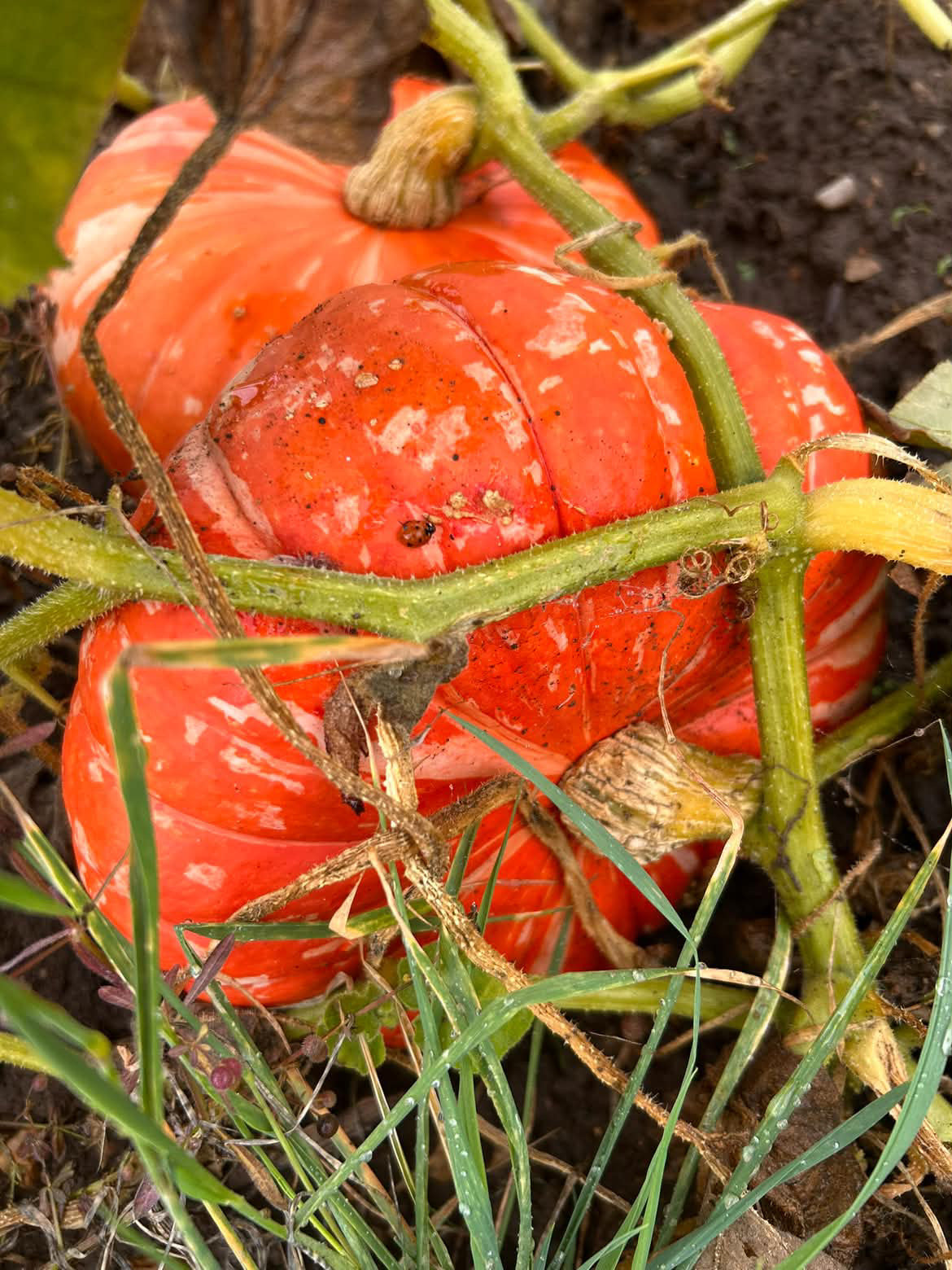 Pumpkins & Paint at Tickton Farm 10/10/26