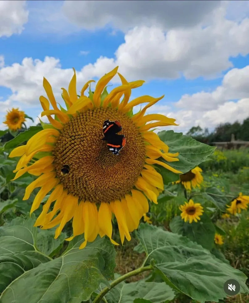 Junk Journal Fest & Flower Picking @ Tickton Farm 23/08/2026